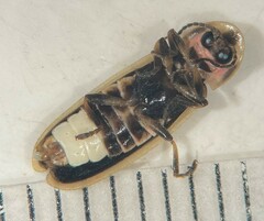 Pyractomena lucifera