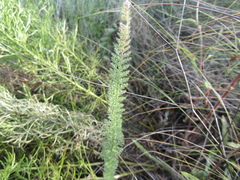Achillea stepposa