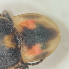 Pyractomena lucifera