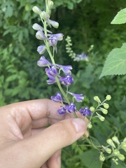 Delphinium exaltatum