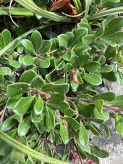 Arctostaphylos uva-ursi