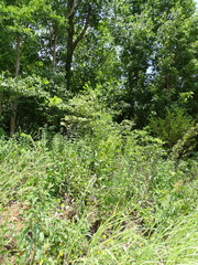 Silphium integrifolium laeve