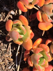 Sedum obtusatum