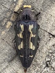 Buprestis laeviventris