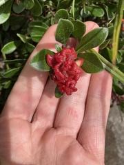 Arctostaphylos uva-ursi