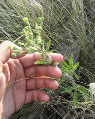 Potentilla recta obscura