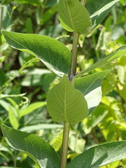 Silphium integrifolium laeve
