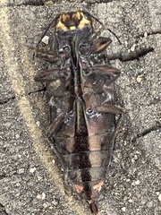 Buprestis laeviventris