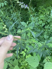 Delphinium exaltatum