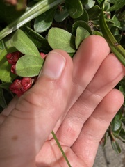 Arctostaphylos uva-ursi