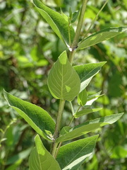 Silphium integrifolium laeve