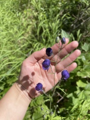 Aconitum delphiniifolium
