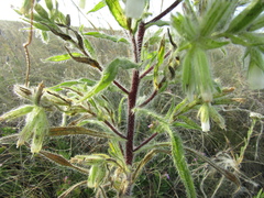 Onosma visianii