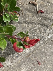 Arctostaphylos uva-ursi
