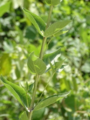 Silphium integrifolium laeve
