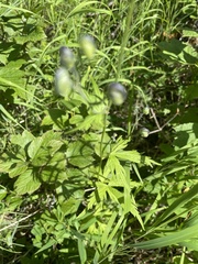 Aconitum delphiniifolium