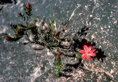 Ledothamnus sessiliflorus