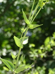 Silphium integrifolium laeve