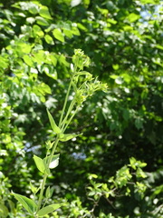 Silphium integrifolium laeve