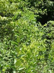 Silphium integrifolium laeve