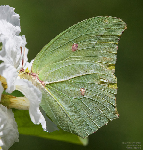 Yellow Angled-Sulphur photo 4
