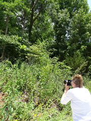 Silphium integrifolium laeve