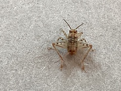 Gryllomorpha