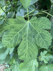 Fig mosaic emaravirus