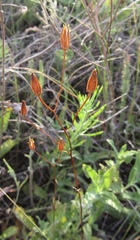 Crepis pulchra