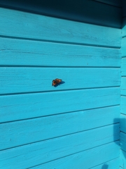 Aglais urticae