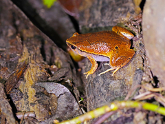 Hamptophryne boliviana