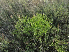 Rapistrum perenne