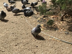 Columba livia domestica