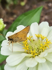 Atalopedes campestris