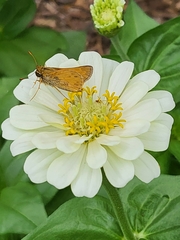 Atalopedes campestris