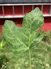 Fig mosaic emaravirus