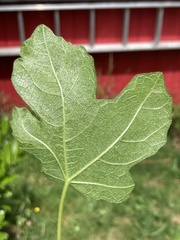 Fig mosaic emaravirus