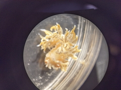 Spurilla braziliana
