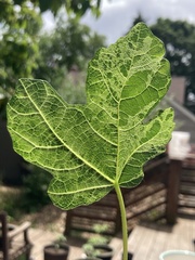 Fig mosaic emaravirus