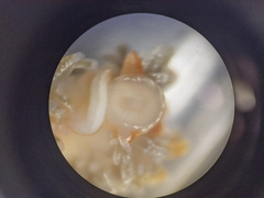 Spurilla braziliana