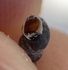 Chondrina farinesii