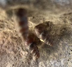 Chondrina farinesii