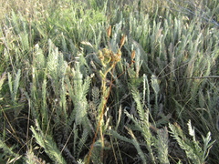 Tanacetum odessanum