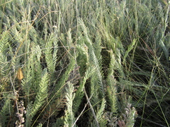 Tanacetum odessanum