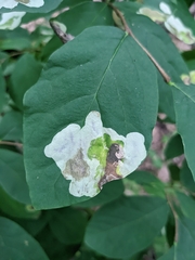 Leucanthiza dircella