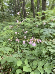 Hylodesmum glutinosum