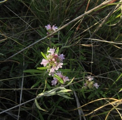 Thymus dimorphus