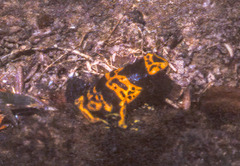Dendrobates leucomelas