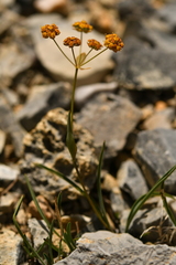 Bupleurum ranunculoides ranunculoides