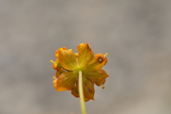 Bupleurum ranunculoides ranunculoides